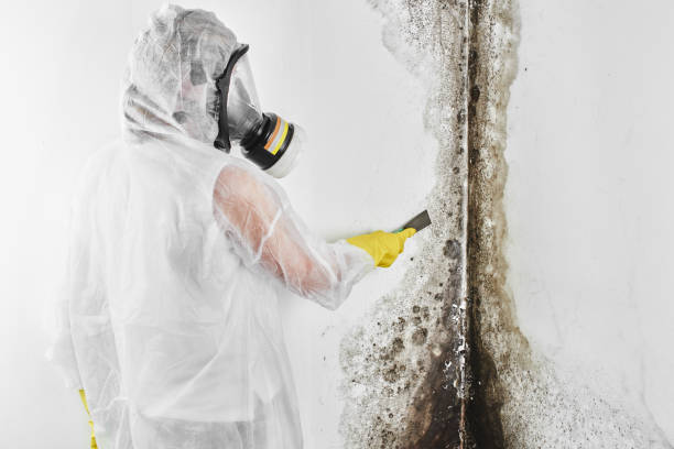 Best Mold Cleaning Services  in Davisboro, GA
