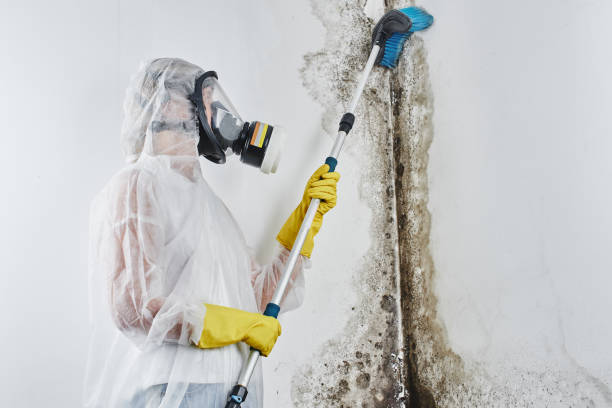 Best Black Mold Removal  in Davisboro, GA
