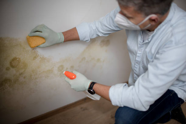 Best Mold Removal Process  in Davisboro, GA