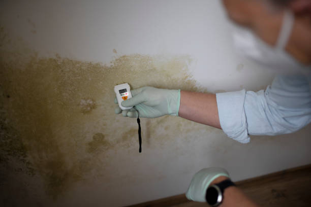 Best Attic Mold Removal  in Davisboro, GA