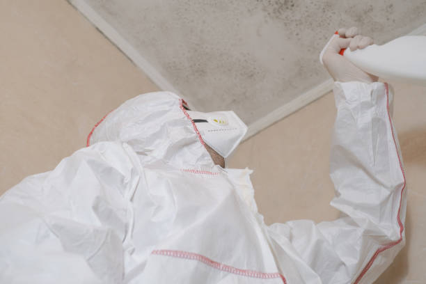Best Mold Damage Repair  in Davisboro, GA