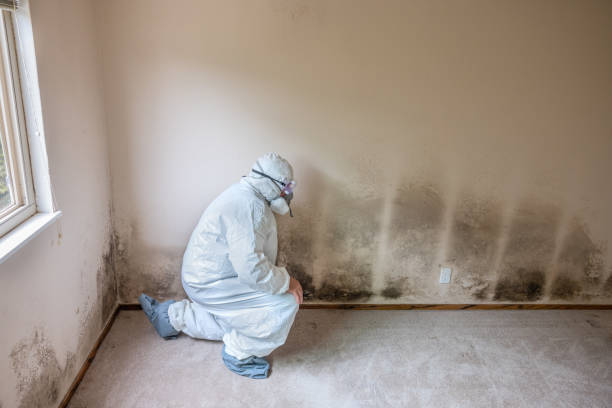Best Crawl Space Mold Removal  in Davisboro, GA