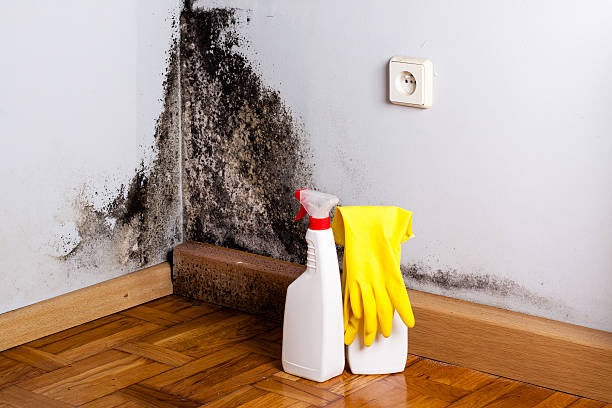 Best Professional Mold Removal  in Davisboro, GA