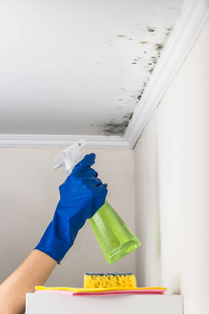 Best Home Mold Removal  in Davisboro, GA